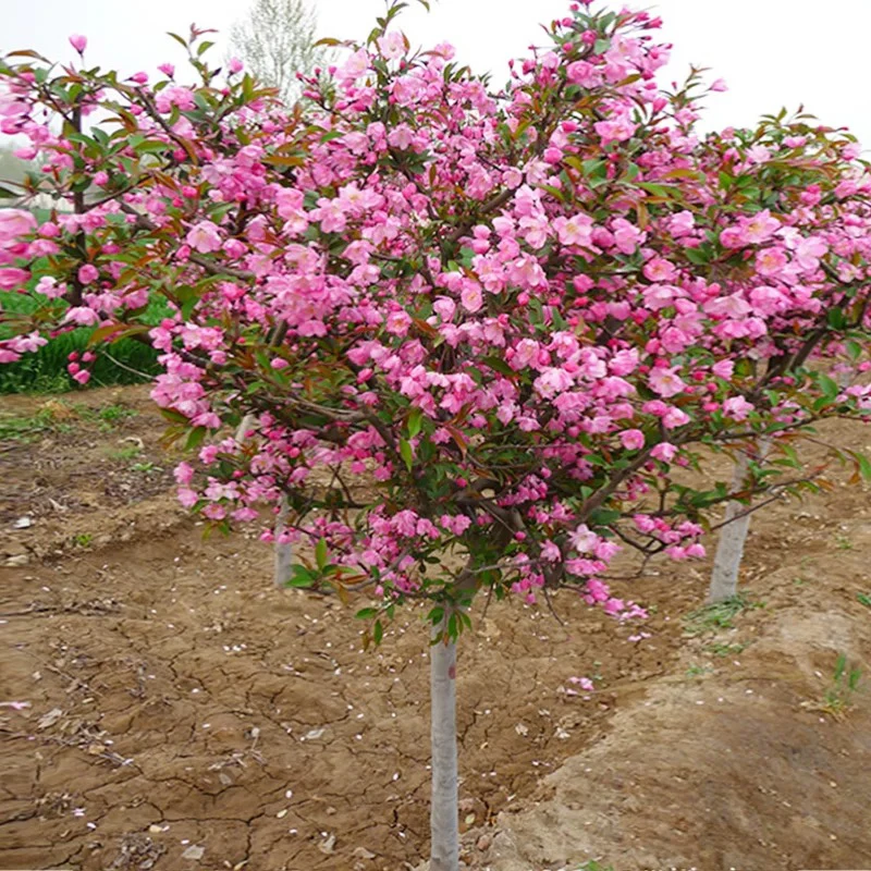 海棠花树苗高杆西府垂丝北美海棠大树耐寒植物庭院盆栽地栽风景树
