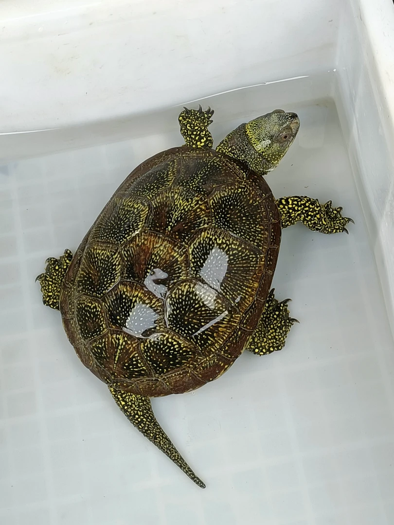宠物龟变异巴西龟类。