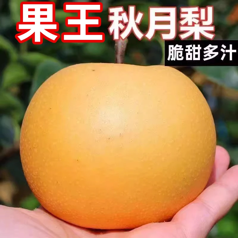 【超大巨无霸】莱阳秋月梨当季正宗梨子雪梨时令新鲜水果整箱批发