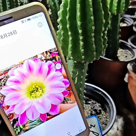 调色板秀普嫁接丽花39