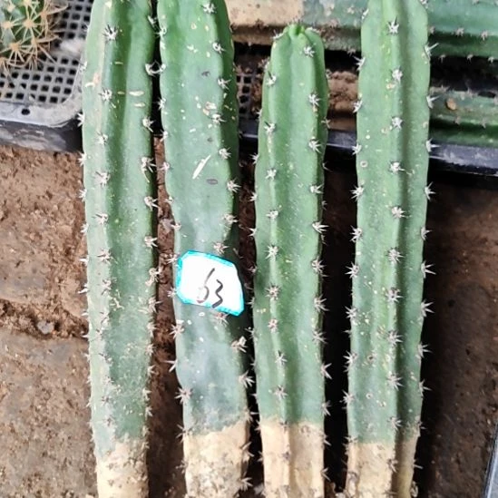 秀普有根仙人球4根