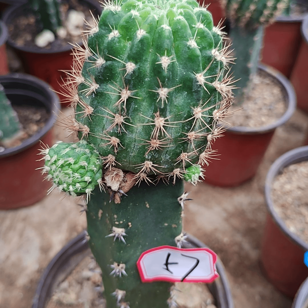 BIF秀普嫁接大57