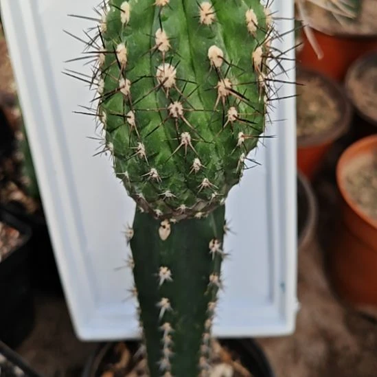 龙爪丸苗接仙人球特69