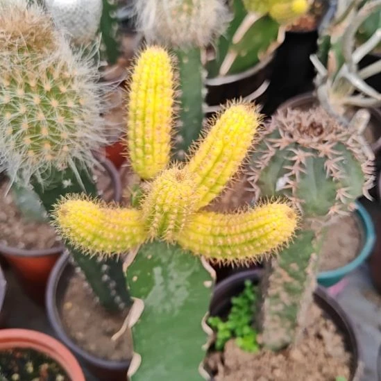 彩舞柱柱锦嫁接特55