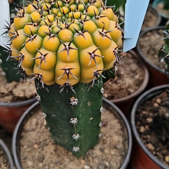 黑刺风头锦苗接特26