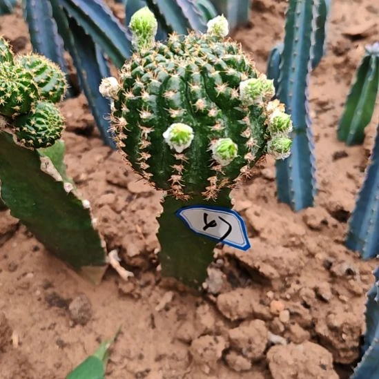 楚楚火龙果嫁接47**