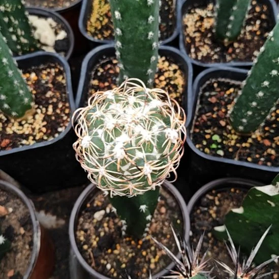 钢钉秀普苗接特81