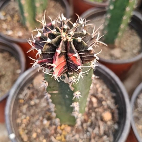 粉钻苗接仙人球特！