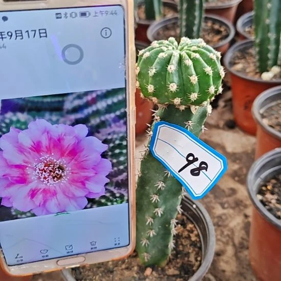 绯云洛歪仙人球98