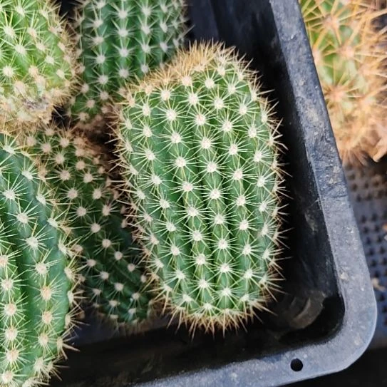 毛花柱飞碟侧芽两个8CM左右特