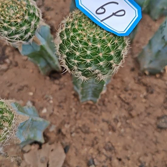 丽花荷花系列龙神木bir69特