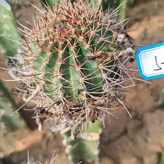 新丽花母柱无根柱有瑕57