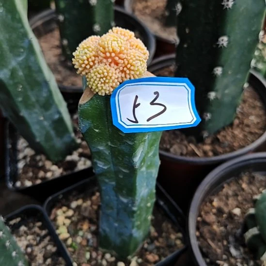 松针牡丹锦龙神木嫁接特53