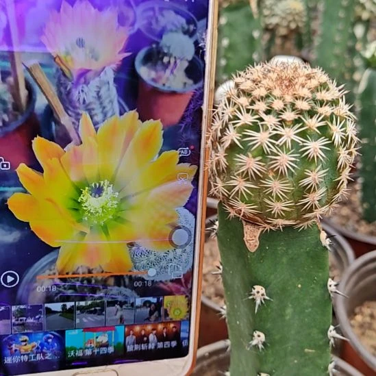 皇冠虾秀普嫁接56