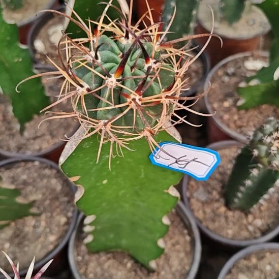 狂风丸苗接仙人球特45