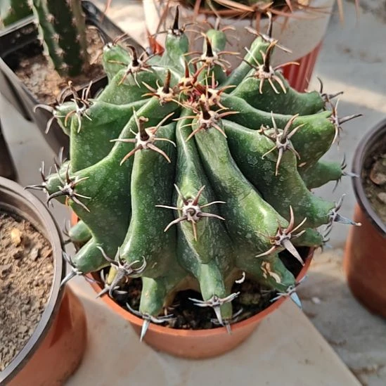 龟甲雎九玉仙人球实生特价31