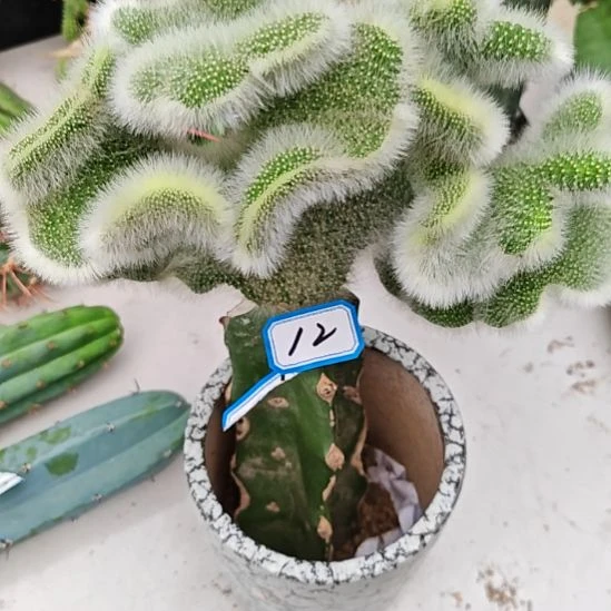 九尾狐缀化火龙果嫁接12