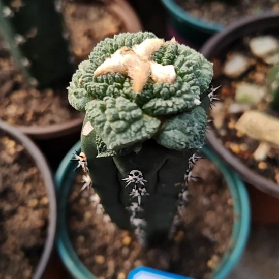 牡丹秀普苗接仙人球30