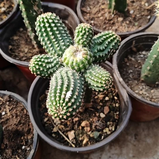 红花金刚群头秀普嫁接80