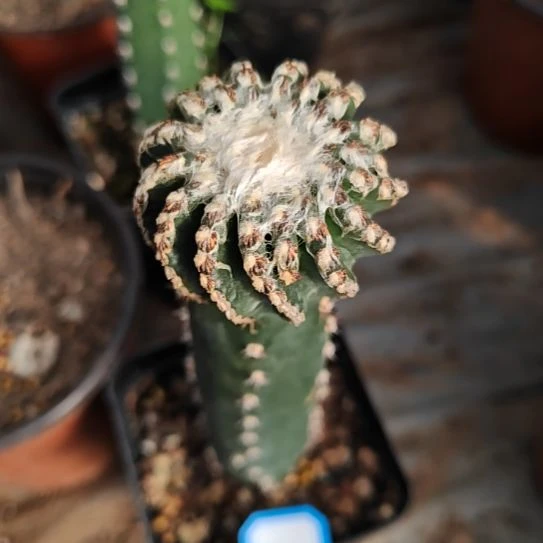 奇特球秀普苗接特45