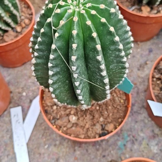 实生黑金刚特中号可选