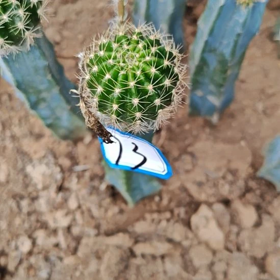 火焰凤龙神木嫁接73