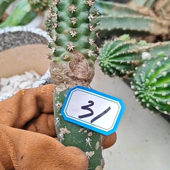 青花虾秀普嫁接斑31