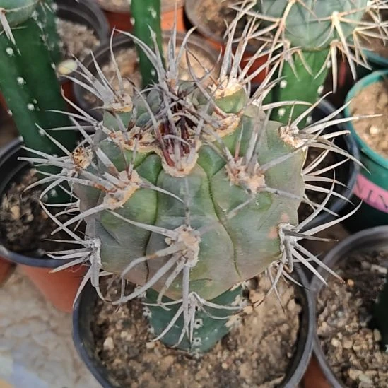 首金摩天龙秀普苗接大84