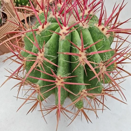 红虎仙人球特！！！！75