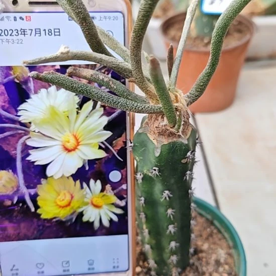 美杜莎秀普苗接80