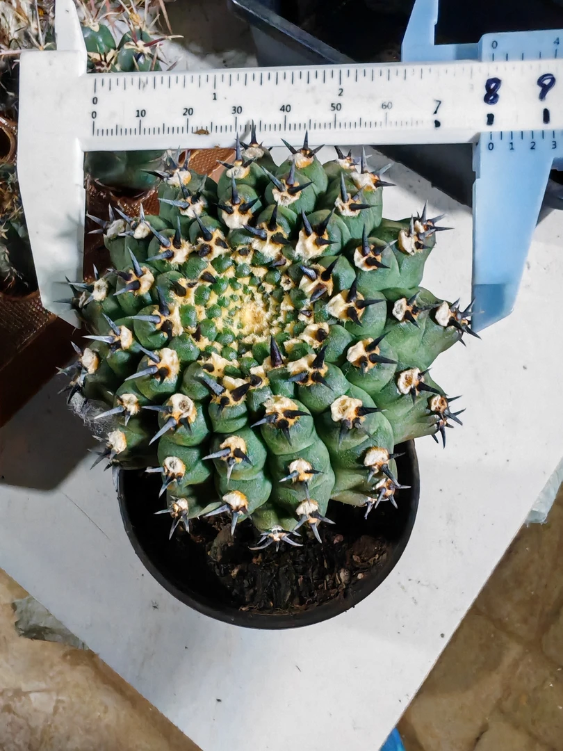 黑刺风头秀普苗接