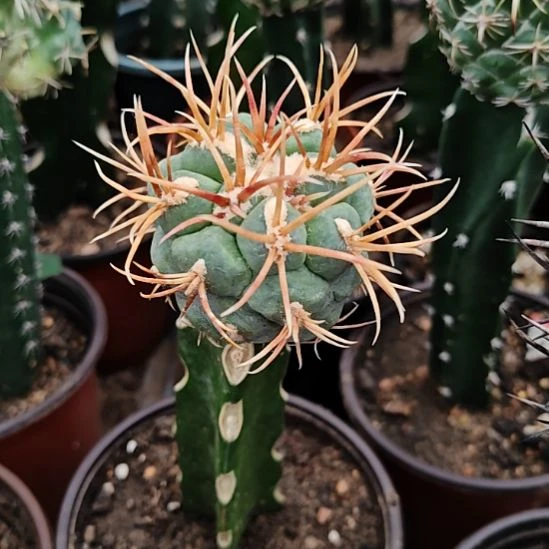 绯冠龙火龙果嫁接5