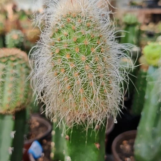 银狐虾秀普嫁接大42