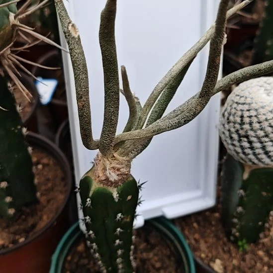 美杜莎秀普苗接特6