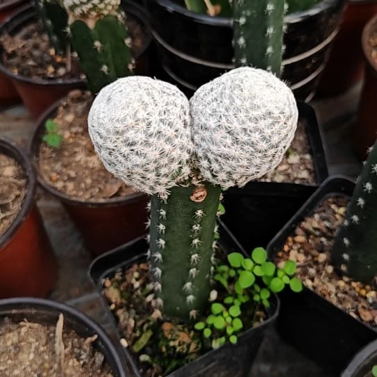 白鸟苗接仙人球特364