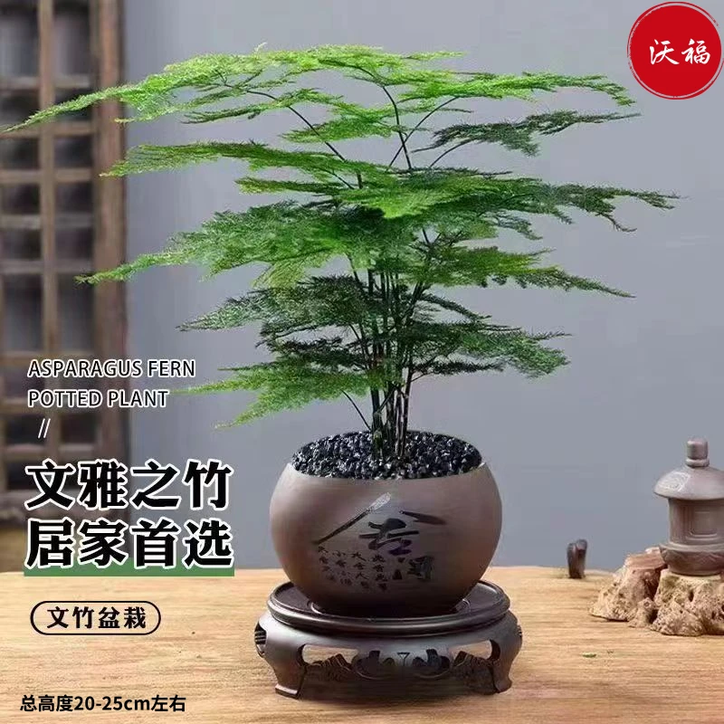 文雅造型文竹盆栽套植物室内净化空气办公室绿植翠绿花卉四季常青