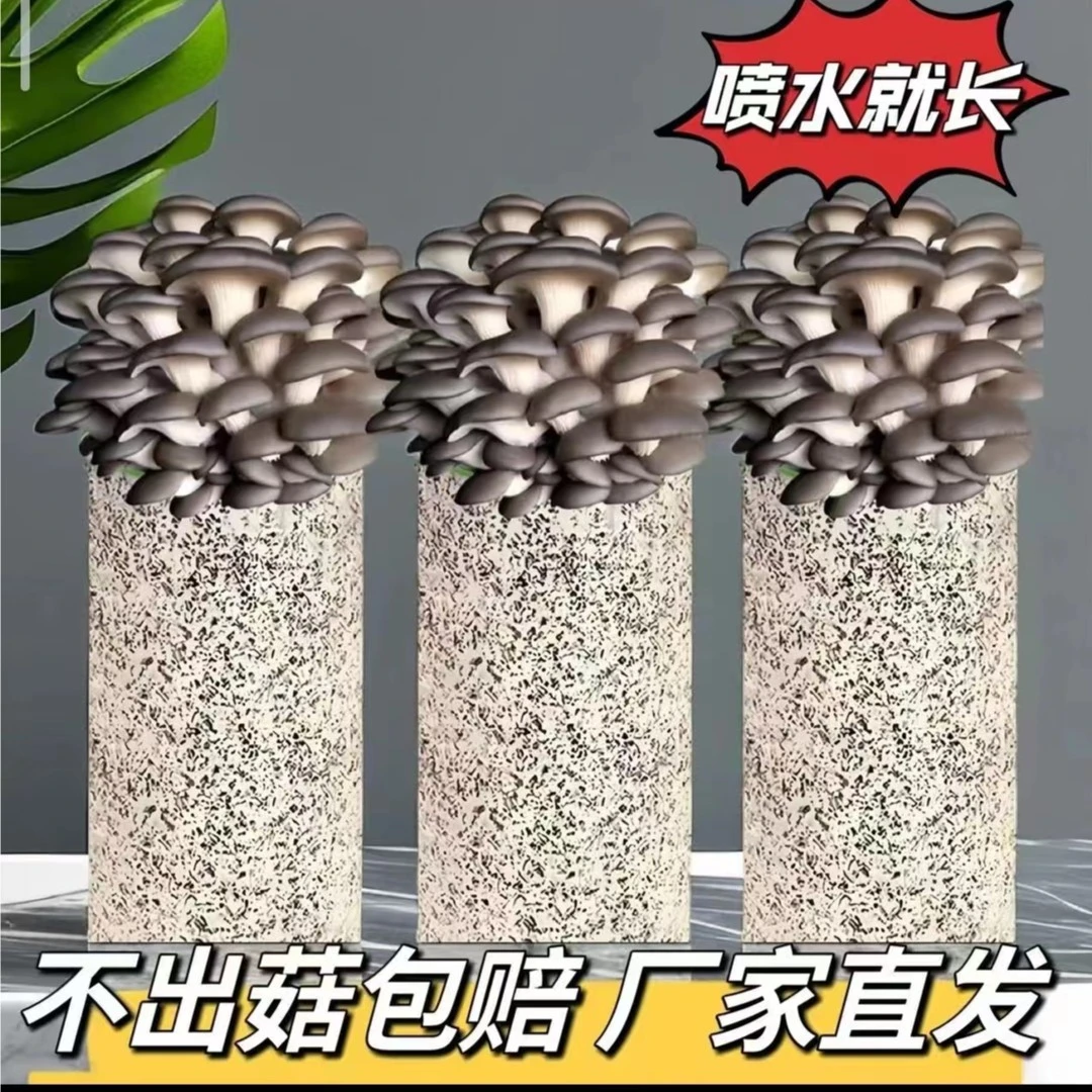 【随处可种不出包赔】蘑菇菌包蘑菇种植包蘑菇种子秀珍菇种植包家庭