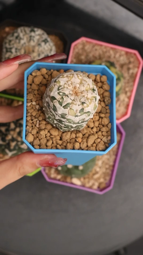 【闪购商品】柱子锦V