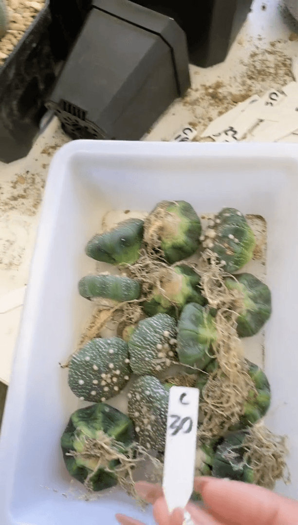 【闪购商品】编号C27 组合2颗