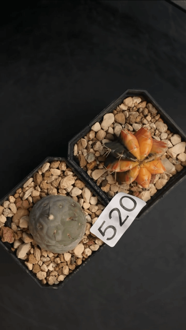【闪购商品】编号520组合
