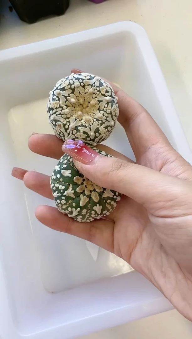 【闪购商品】A50编号 生长纹/缺水2颗