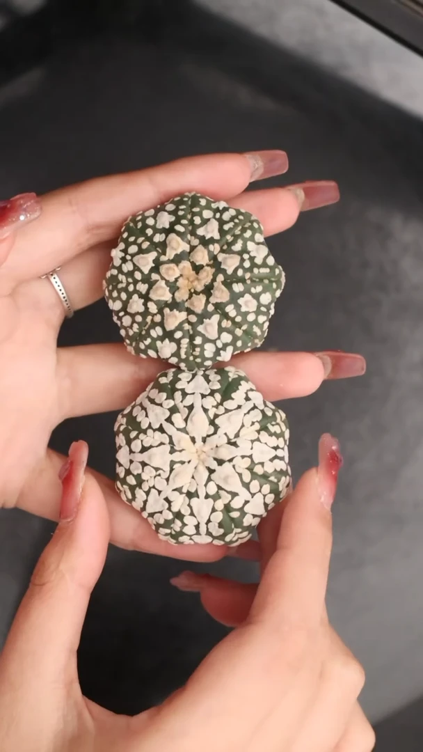 【闪购商品】528组合