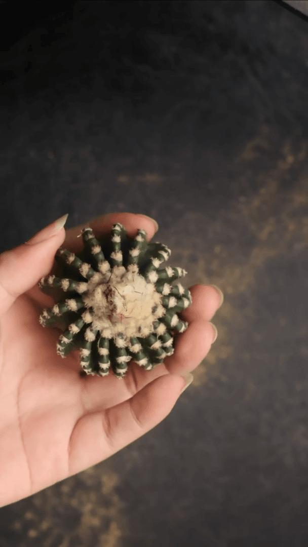 【闪购商品】奇特球