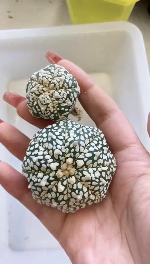 【闪购商品】A48编号 生长纹/缺水2颗