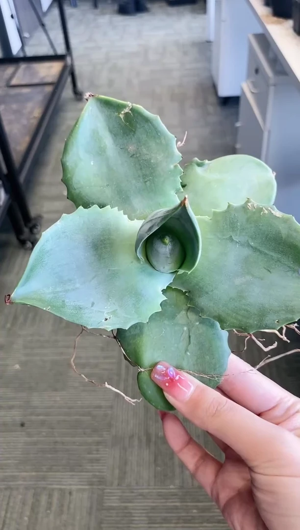 【闪购商品】飞碟龙舌兰