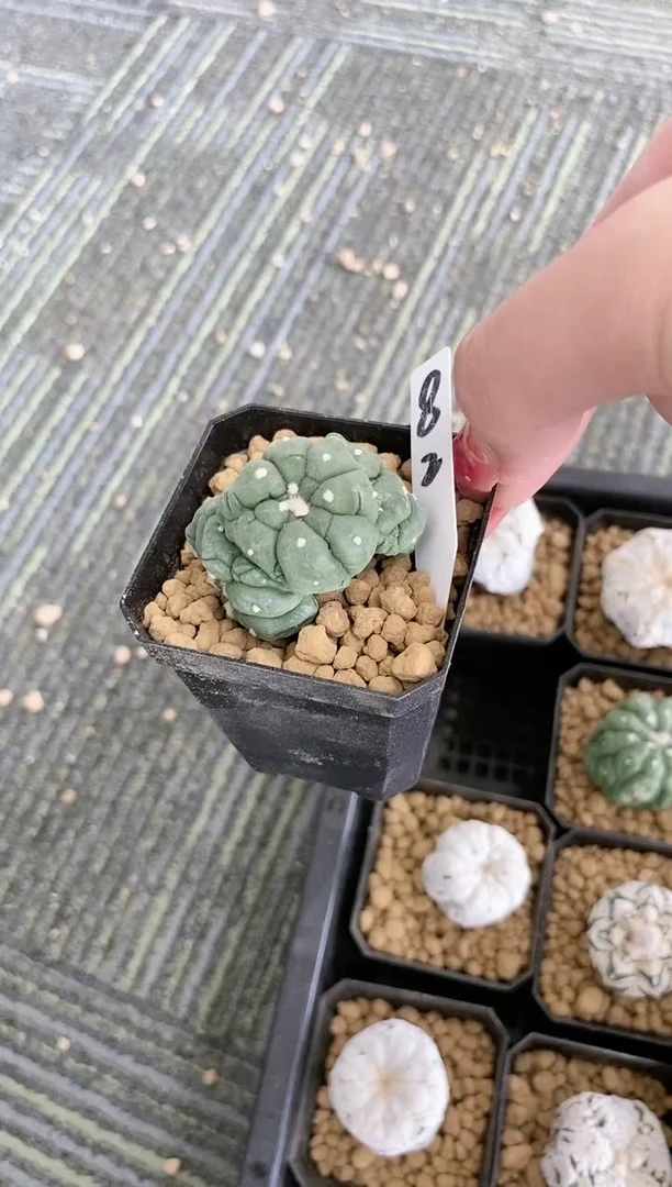 【闪购商品】82  缀化