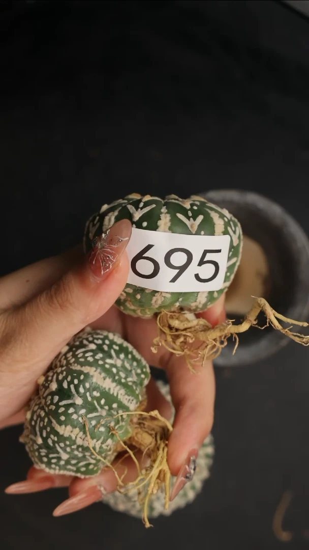 【闪购商品】编号695