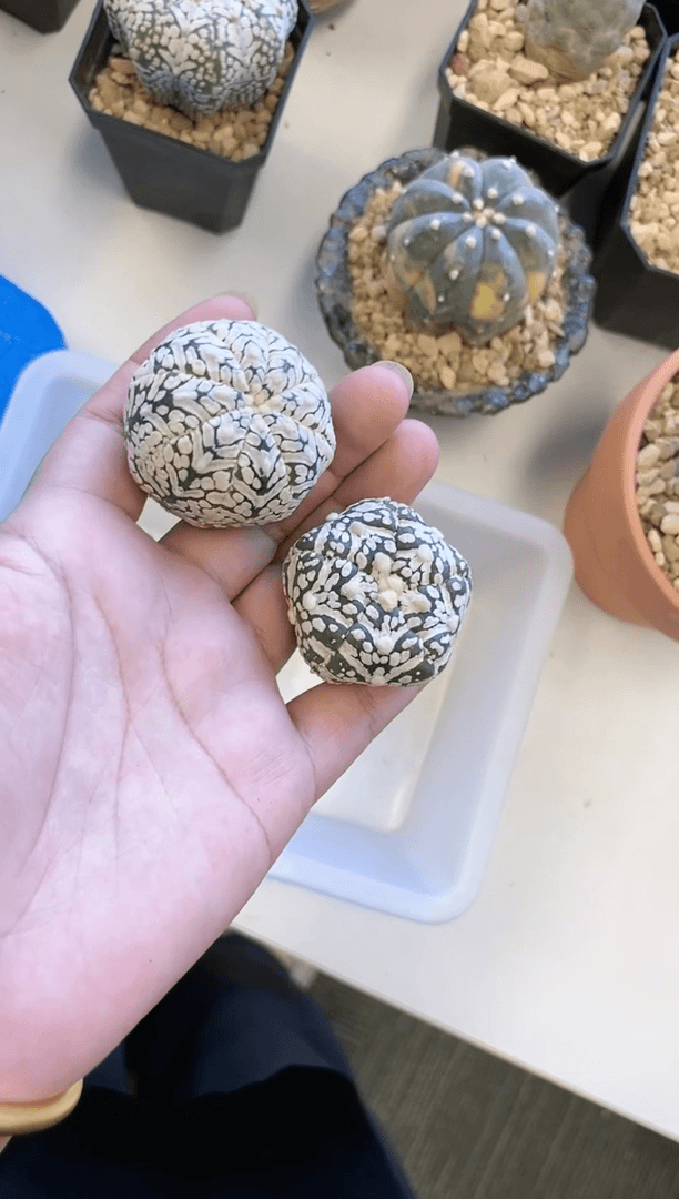 【闪购商品】C27编号 生长纹2颗