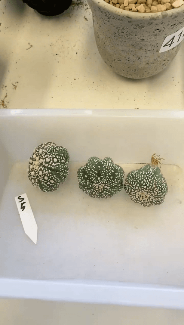 【闪购商品】编号S5 生长纹瑕疵3颗