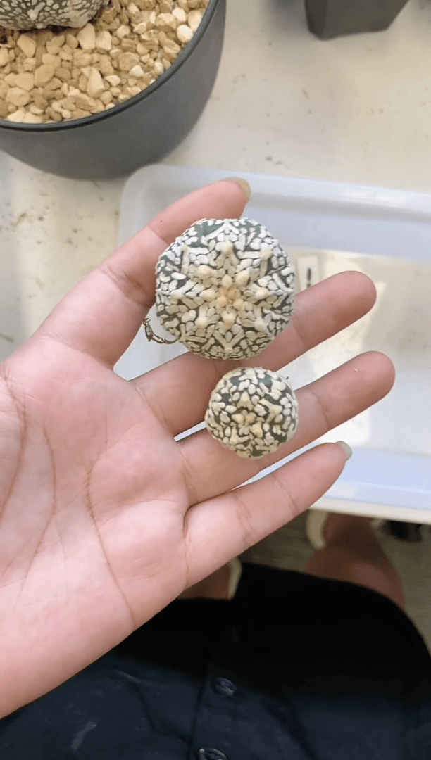 【闪购商品】151编号 生长纹2颗